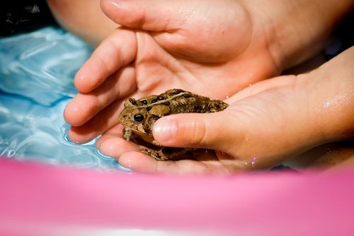 toad hands water