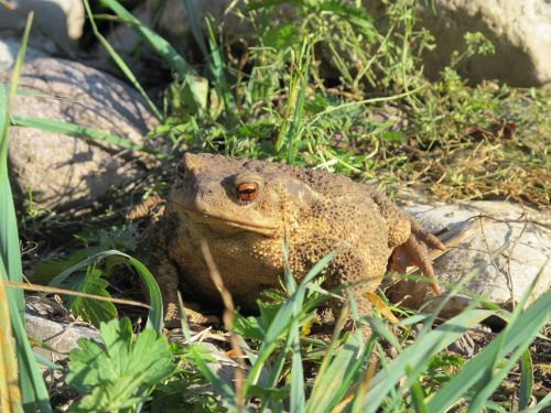 toad gerardo big toad