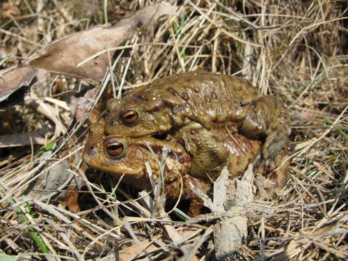 toad frog brown