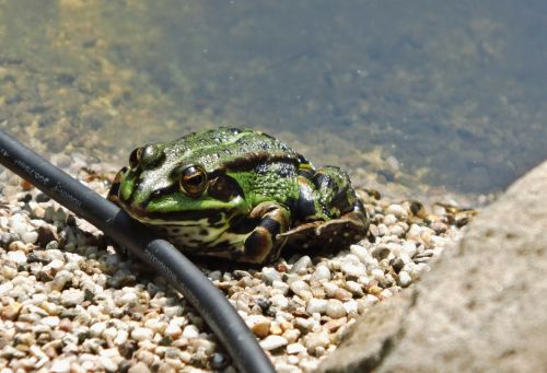 toad frog pond