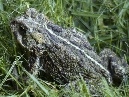 toad amphibian animal