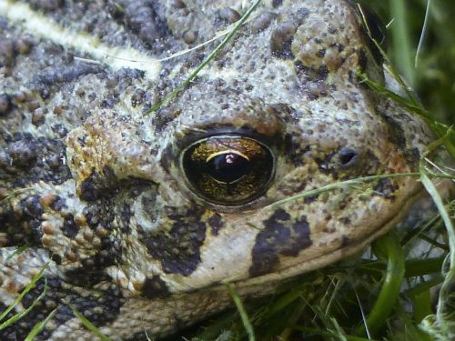 toad amphibian animal