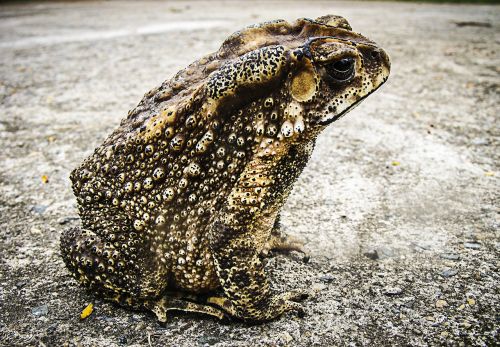 toad frog urmonster