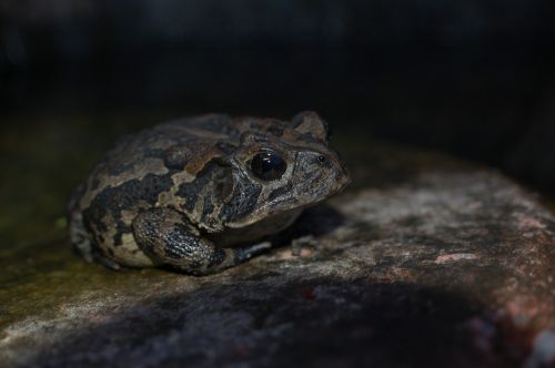 toad amphibian rock