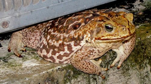 toad amphibious bufonidos