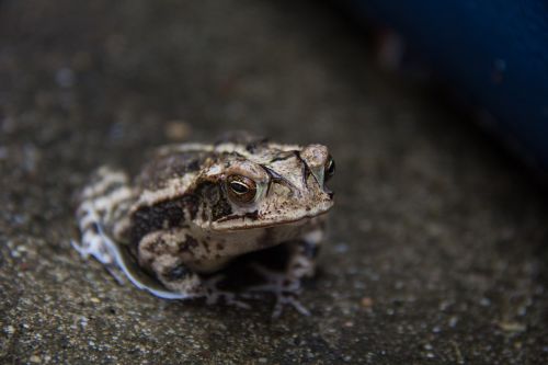 toad amphibian water
