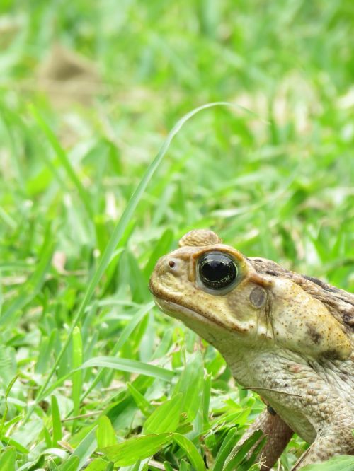 toad animal amphibious