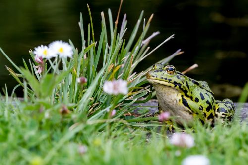 toad amphibians botanical garden