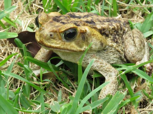 toad animal nature