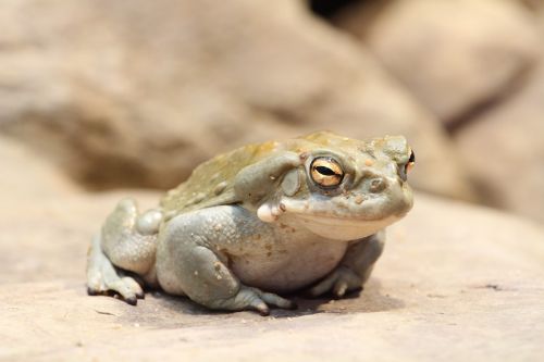 toad frog animal