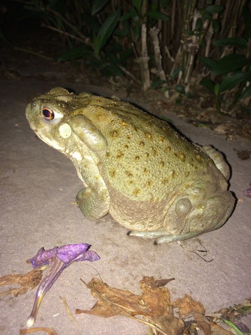 toad amphibian wild