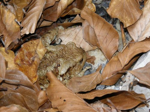 toad leaves animal