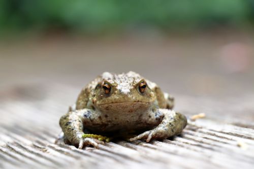 toad animals amphibian