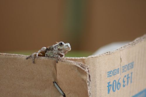 toad box cardboard