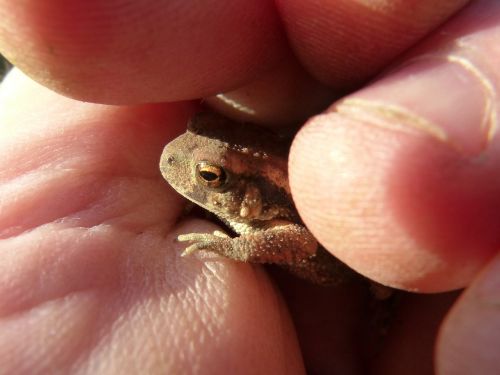 toad sapito small