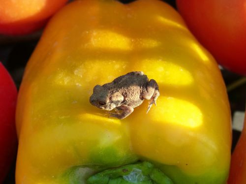 toad vegetables small