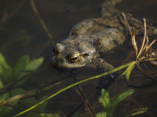toad amphibian wildlife