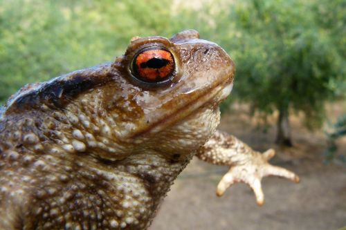 toad bufo bufo batrachian