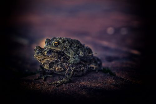 toad animals real toad