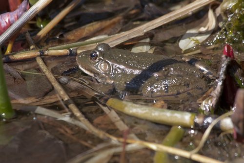 toad  bufonidae  anuran