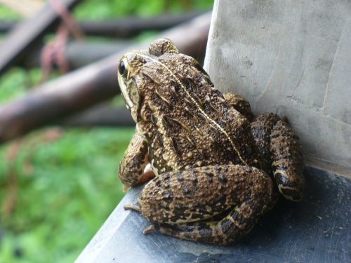 toad frog amphibian