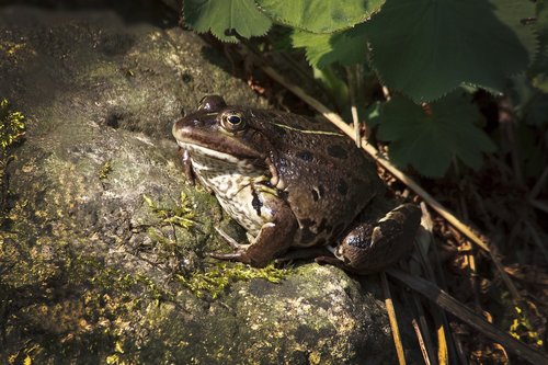 toad  nature  animal world