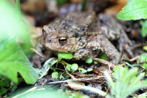 toad  general  bufo bufo