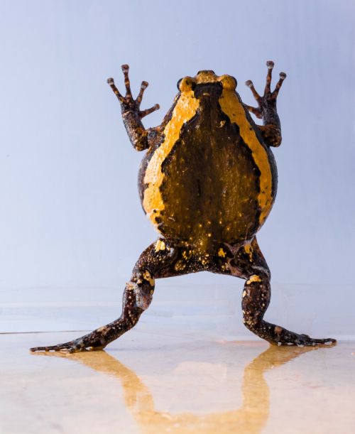 toad anuran frog