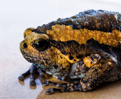 toad anuran frog