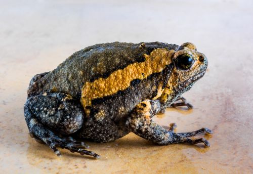 toad anuran frog