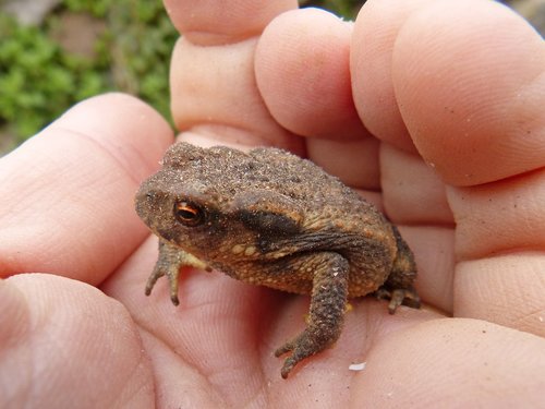 toad  sapito  batrachian