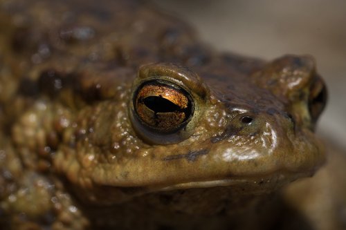 toad  common toad  animal