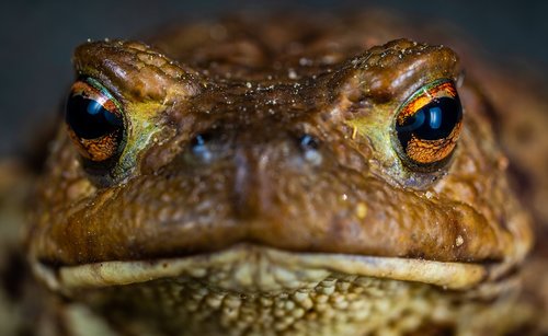 toad  amphibian