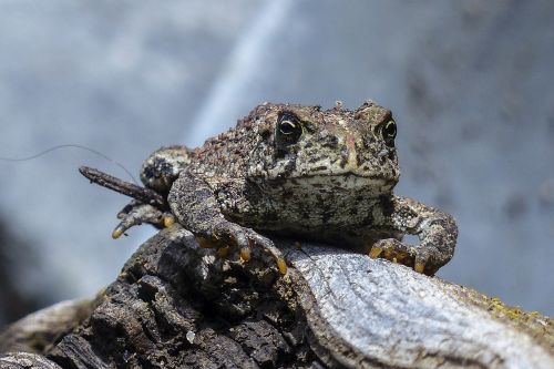 toad animal amphibian