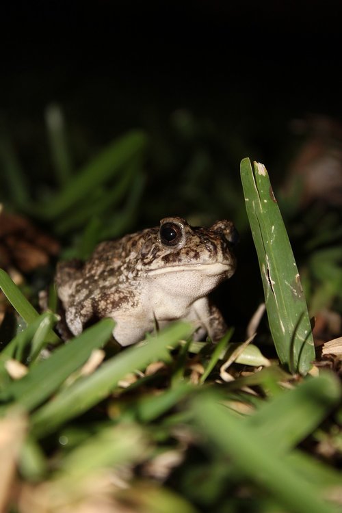 toad  anuran  amphibians