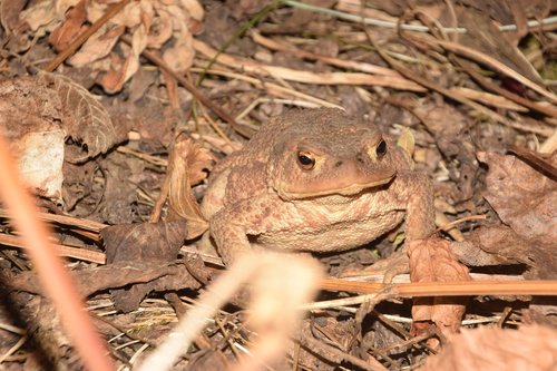toad  leaves  nature
