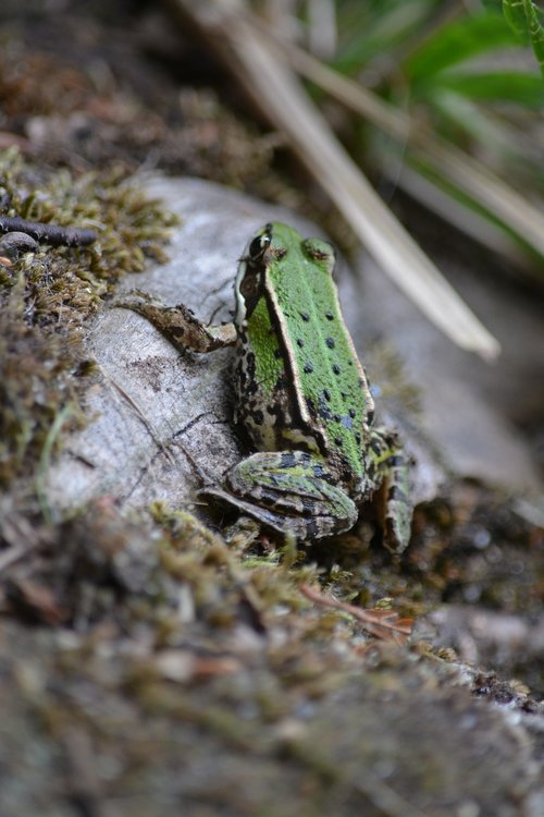 toad  stone  water