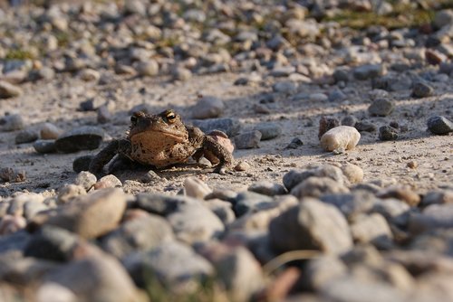toad  wildlife  amphibian