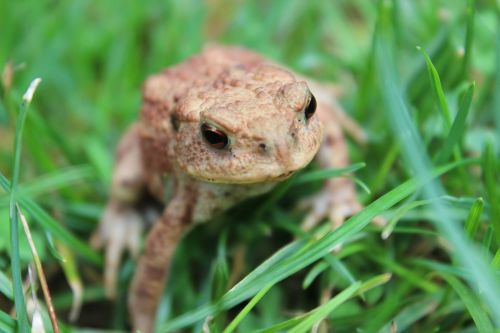 toad amphibians grass