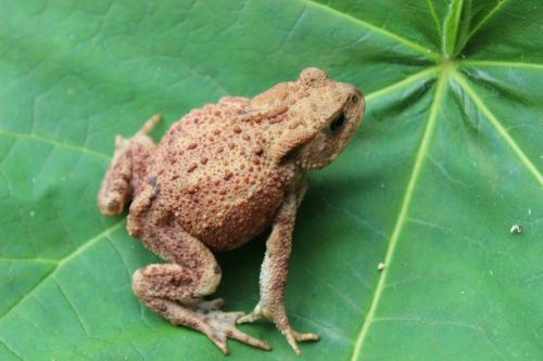 toad leaf warts