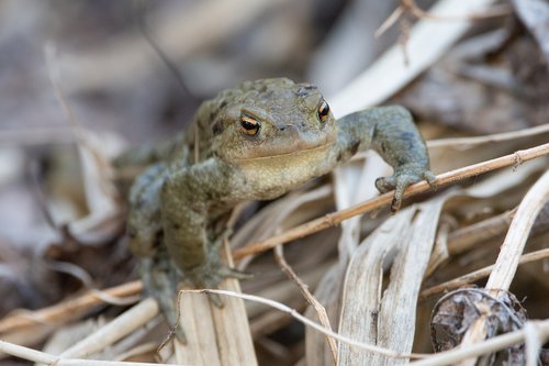 toad  frog  pond