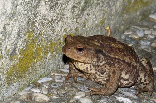 toad common toad warts