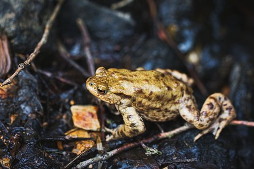 toad  frog  pond