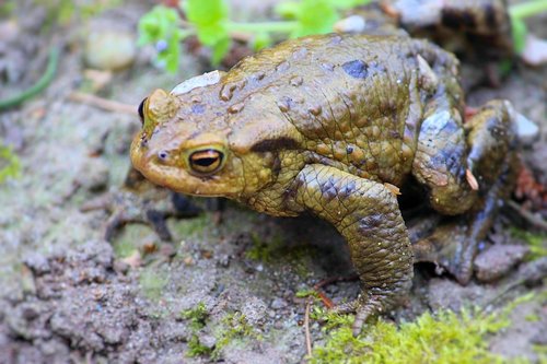 toad  reptile  amphibians