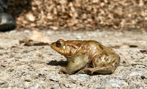 toad  amphibians  water creature