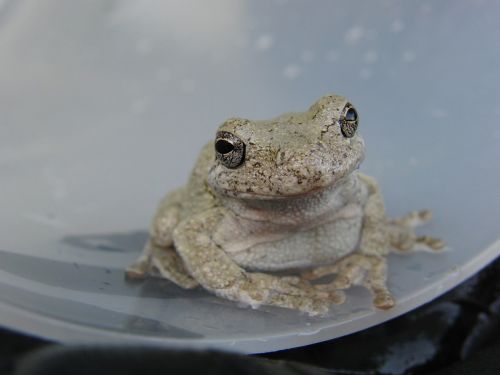 toad frog animal