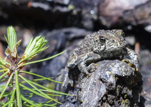 toad animal amphibian