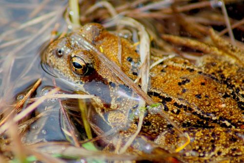 toad frog amphibians