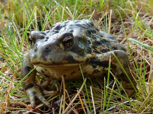 toad amphibian animal