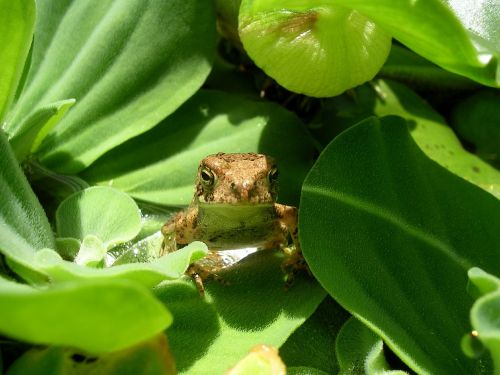 toad reptile wildlife